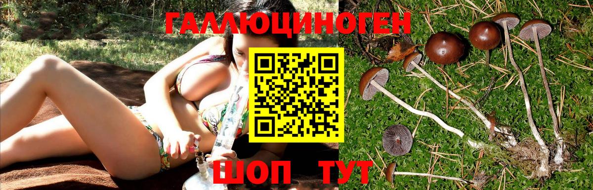 Губкин  Галлюциногенные грибы Psilocybine cubensis  Вход с VPN  Галлюциногенные грибы мицелий 